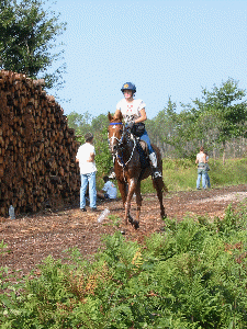 Animation El&eacute;is