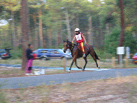 Animation gif Girofl&eacute;e